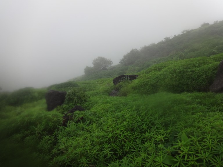 DSC05419